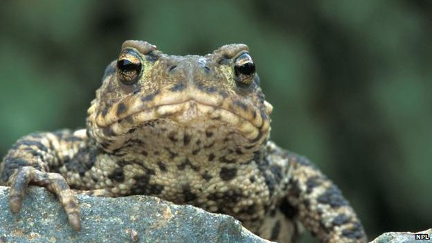 Animals have sixth sense_1 frog