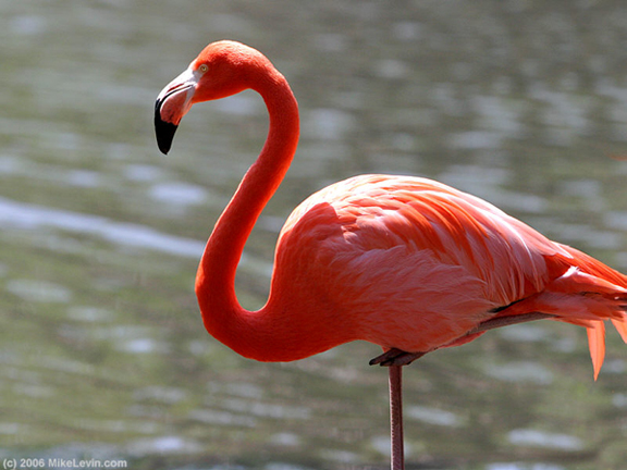 Animals have sixth sense_4 flamingo